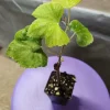 5 Concord Grape Plants - Live Blue Grape Vines for Jams & Juices - Image 1
