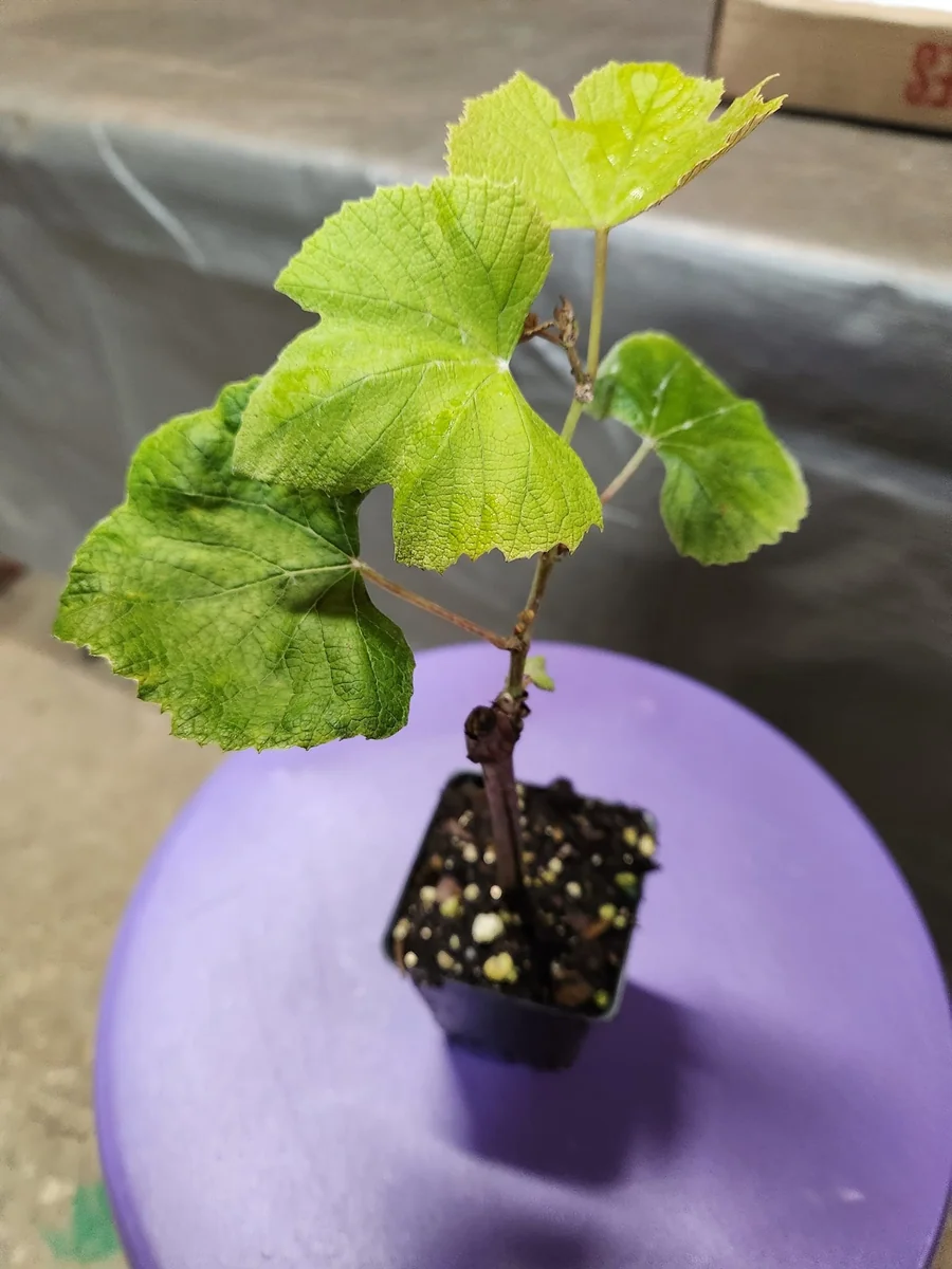 5 Concord Grape Plants - Live Blue Grape Vines for Jams & Juices - Image 1
