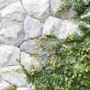 5 Creeping Fig Starter Plants - Ficus pumila Live Vines - Bare Root - Image 2