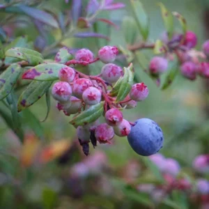 5 Darrow's Native Blueberry Starter Plug Plants - Vaccinium darrowii - Image 5