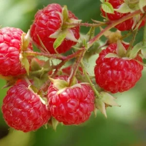 5 Dorman Red Raspberry Starter Plug - Heat Tolerant Bare Root Live Plant for Southern Gardens, Zones 7-9 - Image 2