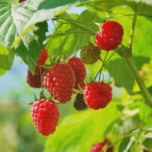 5 Dorman Red Raspberry Starter Plug - Heat Tolerant Bare Root Live Plant for Southern Gardens, Zones 7-9 - Image 1