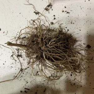 5 Dormant Lily of the Valley (Convallaria Majalis) Bare Root Bulbs - Fragrant Perennial Ground Cover - Image 6