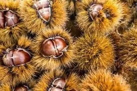 5 Dunstan American Chestnut Tree Seeds - Blight Resistant Hybrid - Image 3