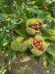 5 Dunstan American Chestnut Tree Seeds - Blight Resistant Hybrid - Image 6
