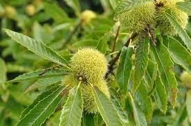 5 Dunstan American Chestnut Tree Seeds - Blight Resistant Hybrid - Image 7