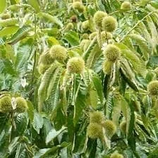5 Dunstan American Chestnut Tree Seeds - Blight Resistant Hybrid - Image 8