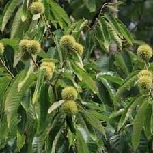 5 Dunstan American Chestnut Tree Seeds - Blight Resistant Hybrid - Image 9