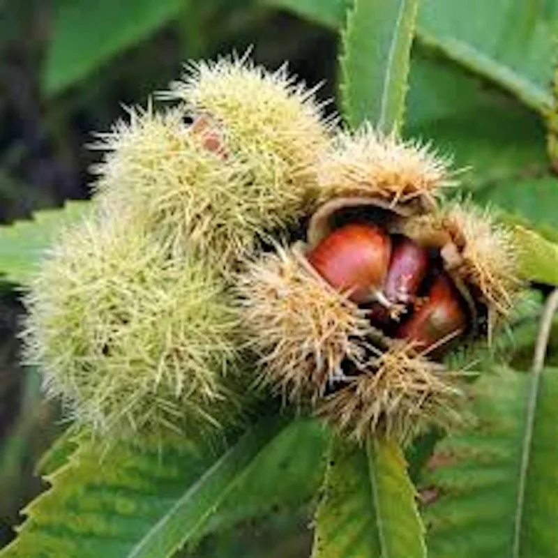 Fascinating Hybrid Chestnut Trees Photos