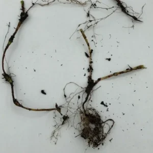 5 Dwarf Crested Iris Plants - Iris Cristata Bare Root Wildflower for Shade Garden - Image 4