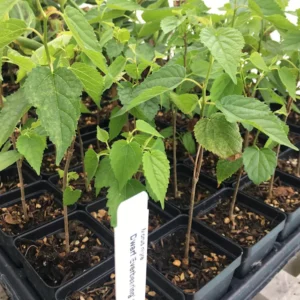 5 Dwarf Everbearing Mulberry Tree Starter Plants - Bare Root, Cold Hardy - Image 2