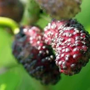 5 Dwarf Everbearing Mulberry Tree Starter Plants - Bare Root, Cold Hardy - Image 7