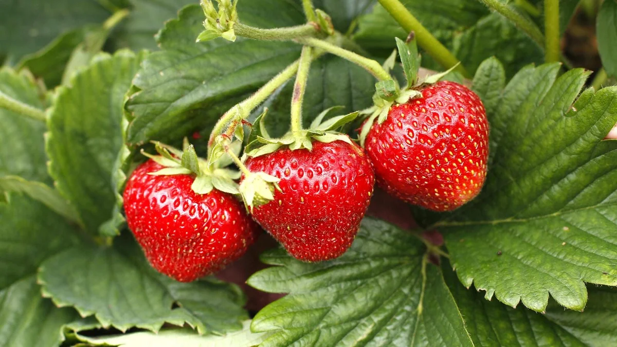 5 Earliglow Strawberry Bare Roots - June-Bearing, Sweet Fruit, Zones 3-8 - Image 3