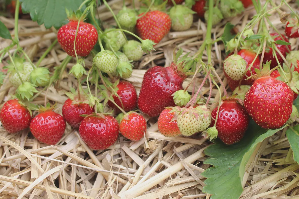 5 Earliglow Strawberry Bare Roots - June-Bearing, Sweet Fruit, Zones 3-8 - Image 5