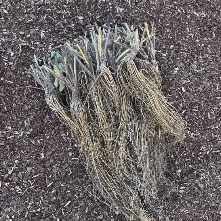 5 Earliglow Strawberry Bare Roots - June-Bearing, Sweet Fruit, Zones 3-8 - Image 8