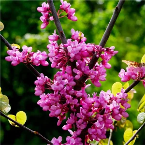 5 Eastern Redbud Tree Bare-root – Flowering Outdoor Tree – 20-30 ft Tall - Image 3