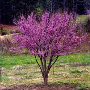 5 Eastern Redbud Tree Bare-root – Flowering Outdoor Tree – 20-30 ft Tall - Image 1