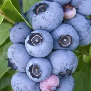 5 Emerald Blueberry Starter Plug Live Plant - Vaccinium corymbosum - Southern Highbush - Image 2