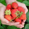 5 Everbearing Strawberry Plants Bare Root - High Yield Day Neutral Variety - Image 1
