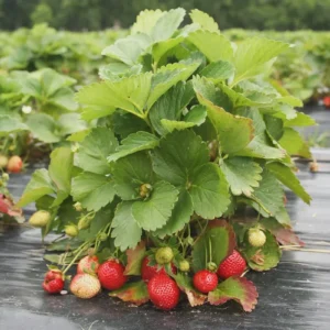 5 Eversweet Strawberry Bare Roots - Fragaria ananassa Live Plants - Heat Tolerant - Image 6