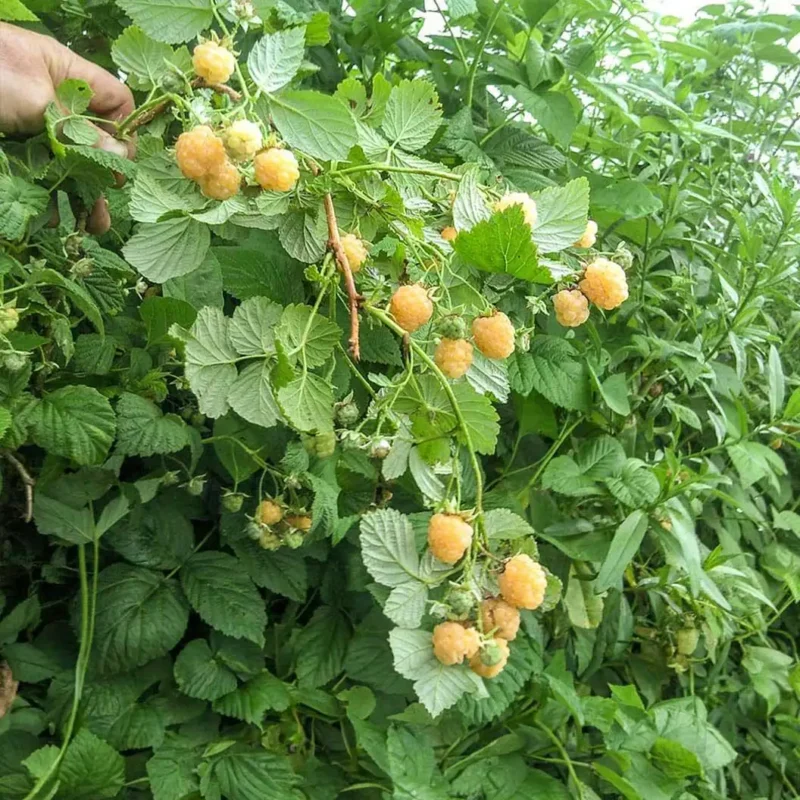 Fall Gold Raspberry Care 5 Fall Gold Raspberry Plants - Thornless & Sweet Yellow Fruit