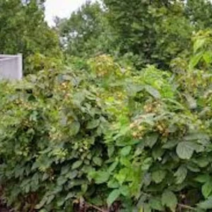 5 Fall Gold Raspberry Live Plant Plugs – Thornless, Sweet Yellow Fruit - Image 7