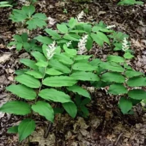 5 False Solomon's Seal Bare Root Plants - Maianthemum Racemosum Wildflower Native Organic - Image 2
