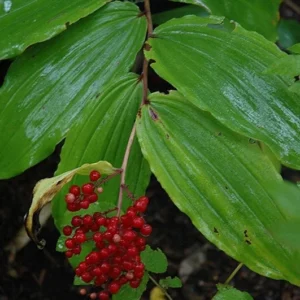 5 False Solomon's Seal Bare Root Plants - Maianthemum Racemosum Wildflower Native Organic - Image 5