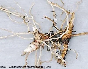 5 False Solomon's Seal Bare Root Plants - Maianthemum Racemosum Wildflower Native Organic - Image 9