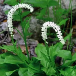 5 False Unicorn Plants Chamaelirium Luteum Bare Root Native Wildflower - Image 2