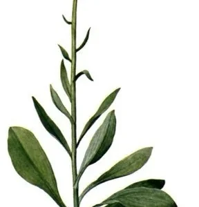 5 False Unicorn Plants Chamaelirium Luteum Bare Root Native Wildflower - Image 4