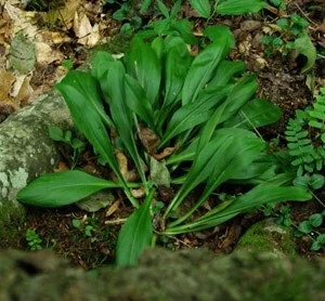 5 False Unicorn Plants Chamaelirium Luteum Bare Root Native Wildflower - Image 8