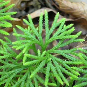5 Fan Clubmoss Bare Roots - Lycopodium Complanatum Evergreen Ground Cover - Image 2