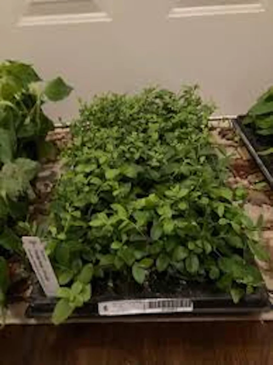 5 Florida Rose Rabbiteye Blueberry Highbush Starter Plant Fruit Perennial Outdoor - Image 7