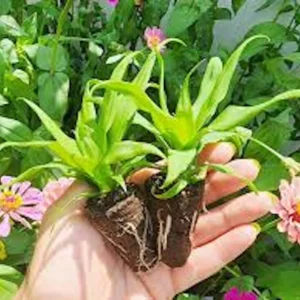 5 Florida Special Pineapple Starter Plants - Live Bare Root Ananas Comosus - Image 3