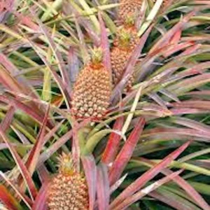 5 Florida Special Pineapple Starter Plants - Live Bare Root Ananas Comosus - Image 8
