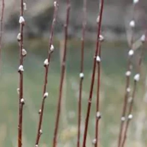 5 French Pussy Willow Live Plants 12-24in Tall - Salix caprea Deciduous Shrub - Image 2