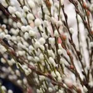 5 French Pussy Willow Live Plants 12-24in Tall - Salix caprea Deciduous Shrub - Image 1