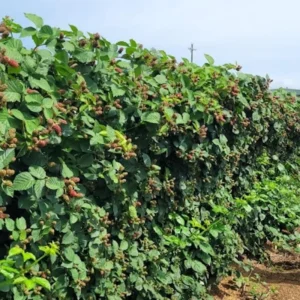 5 Galaxy Blackberry Thornless Starter Plug - Rubus 'Galaxy' Live Plant - Image 7