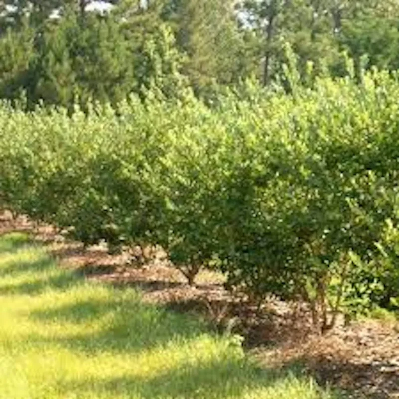 5 Goji Berry Plant Starter - Lycium barbarum Fruit Plants