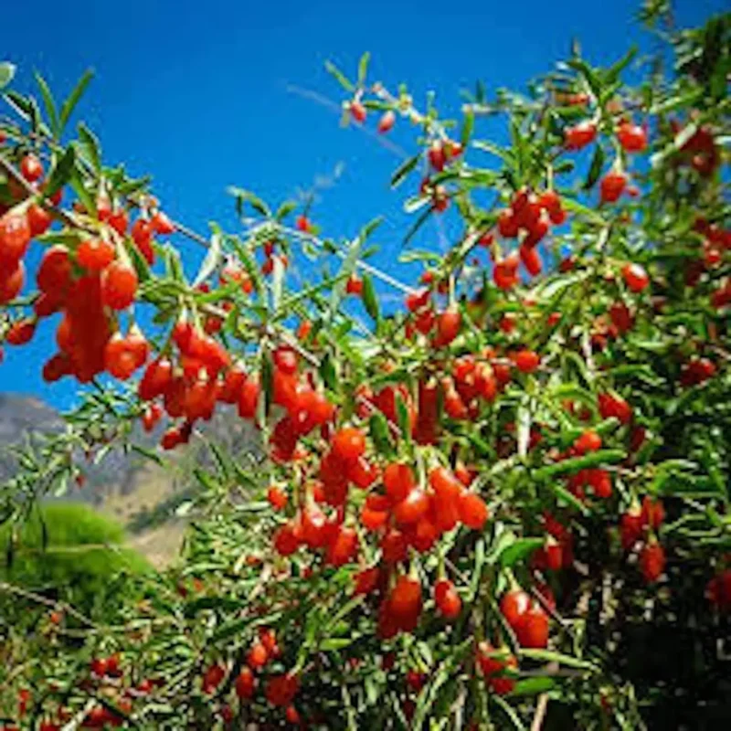 5 Goji Berry Plant Starter - Lycium barbarum Fruit Plants