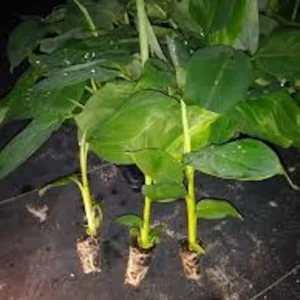 5 Goldfinger Banana Starter Plugs FHIA-01 Live Plant Disease Resistant - Image 4