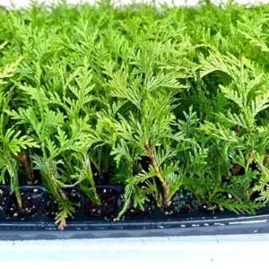 5 Green Giant Arborvitae Live Plants - 6-12 inch Bareroot Evergreen Privacy Tree - Image 2
