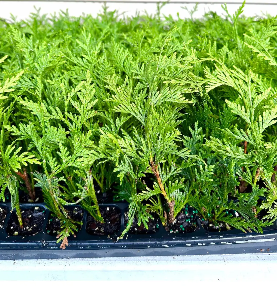 5 Green Giant Arborvitae Live Plants - 6-12 inch Bareroot Evergreen Privacy Tree - Image 2