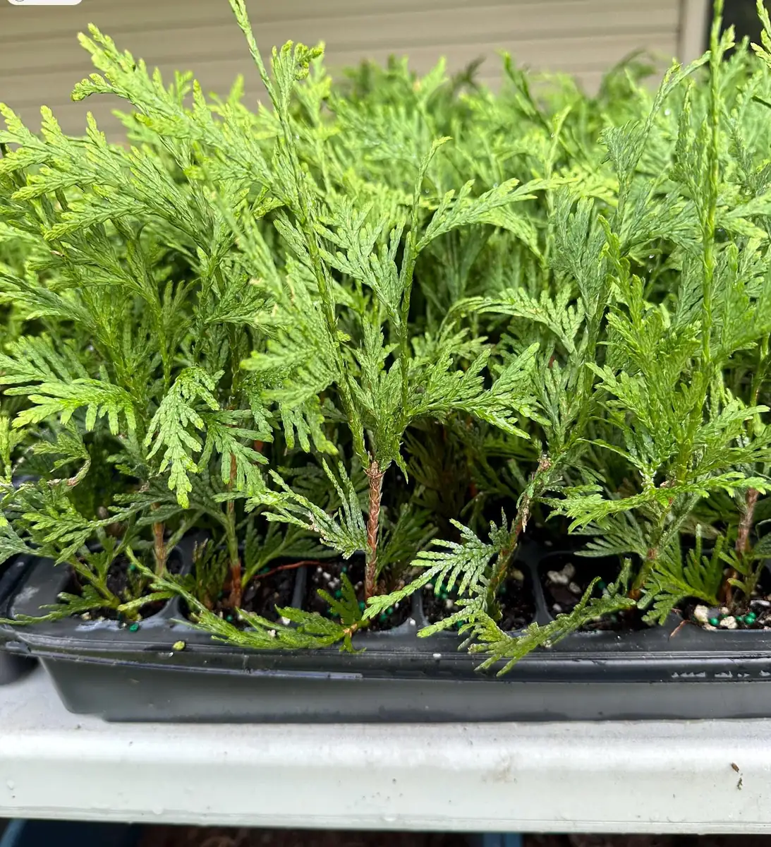 5 Green Giant Arborvitae Live Plants - 6-12 inch Bareroot Evergreen Privacy Tree - Image 4