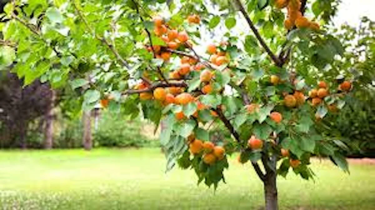 5 Hardy Apricot Tree Prunus armeniaca Fruit Live Starter Plants - Outdoor - Image 3