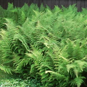 5 Hay Scented Fern Bare Roots - Dennstaedtia punctilobula Perennial Outdoor Plant - Image 1