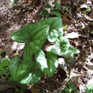 5 Heartleaf Ginger Bare Roots - Organic Hexastylis Arifolia - Outdoor Shade Plant - Image 7