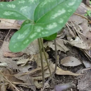 5 Heartleaf Ginger Bare Roots - Organic Hexastylis Arifolia - Outdoor Shade Plant - Image 8