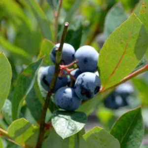 5 Heintooga Blueberry Starter Plug Plants - Vaccinium formosum x - USDA Zones 4-10 - Image 7